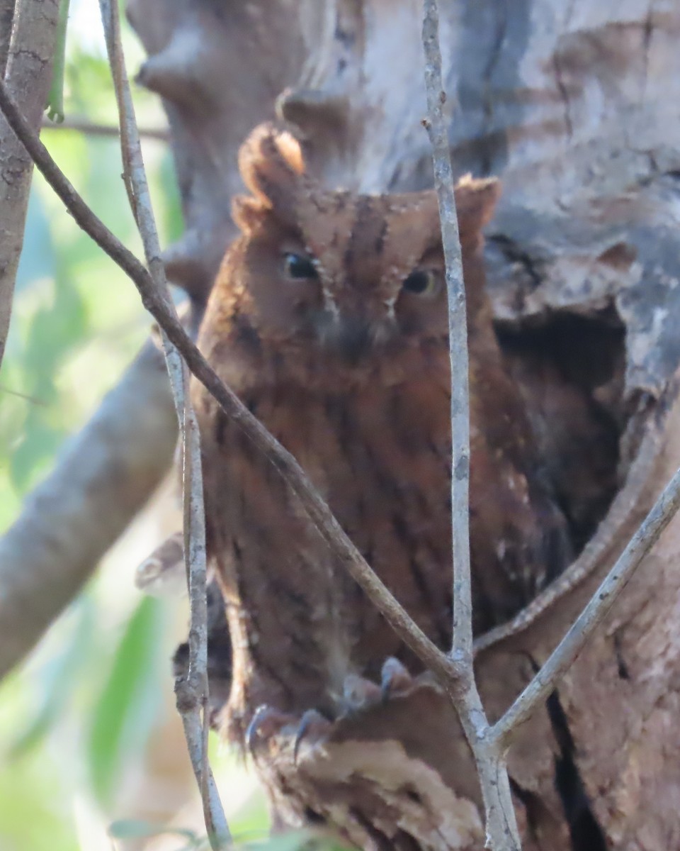 Madagascar Scops-Owl (Torotoroka) - ML644900983