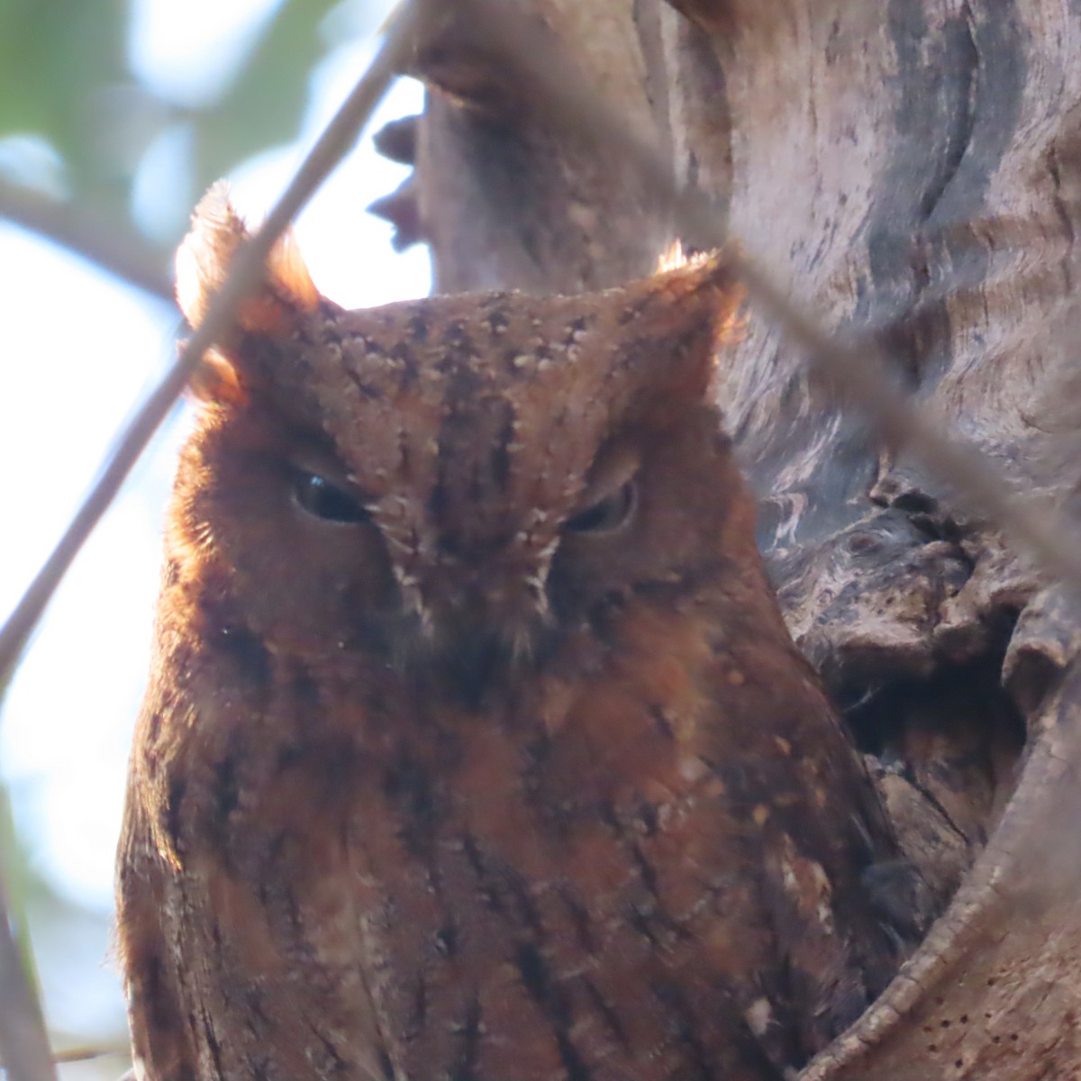 Madagascar Scops-Owl (Torotoroka) - ML644900984