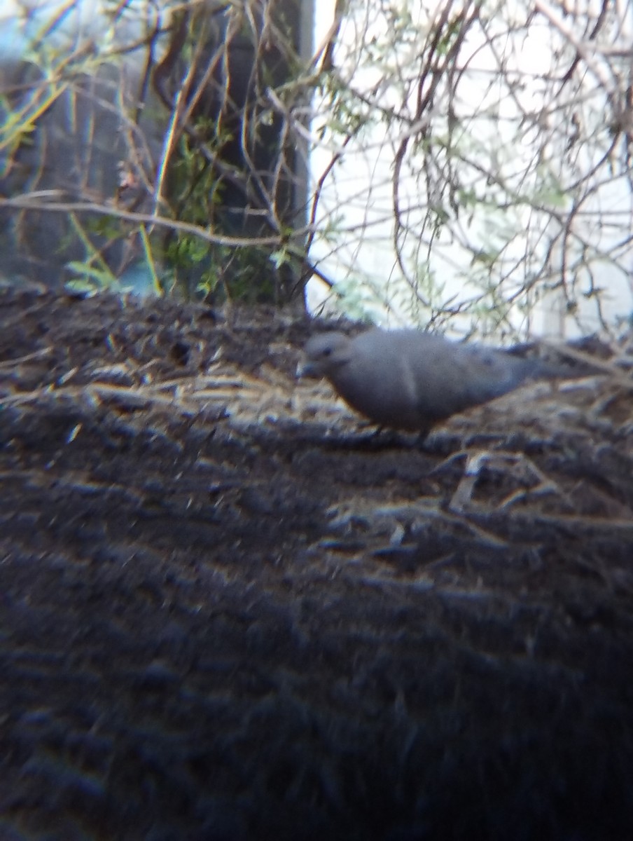 hrdlička karolínská - ML644900985