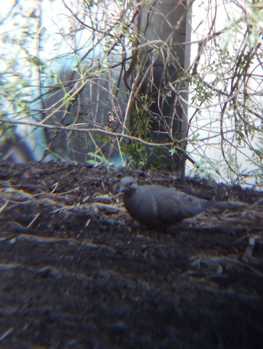 hrdlička karolínská - ML644900986