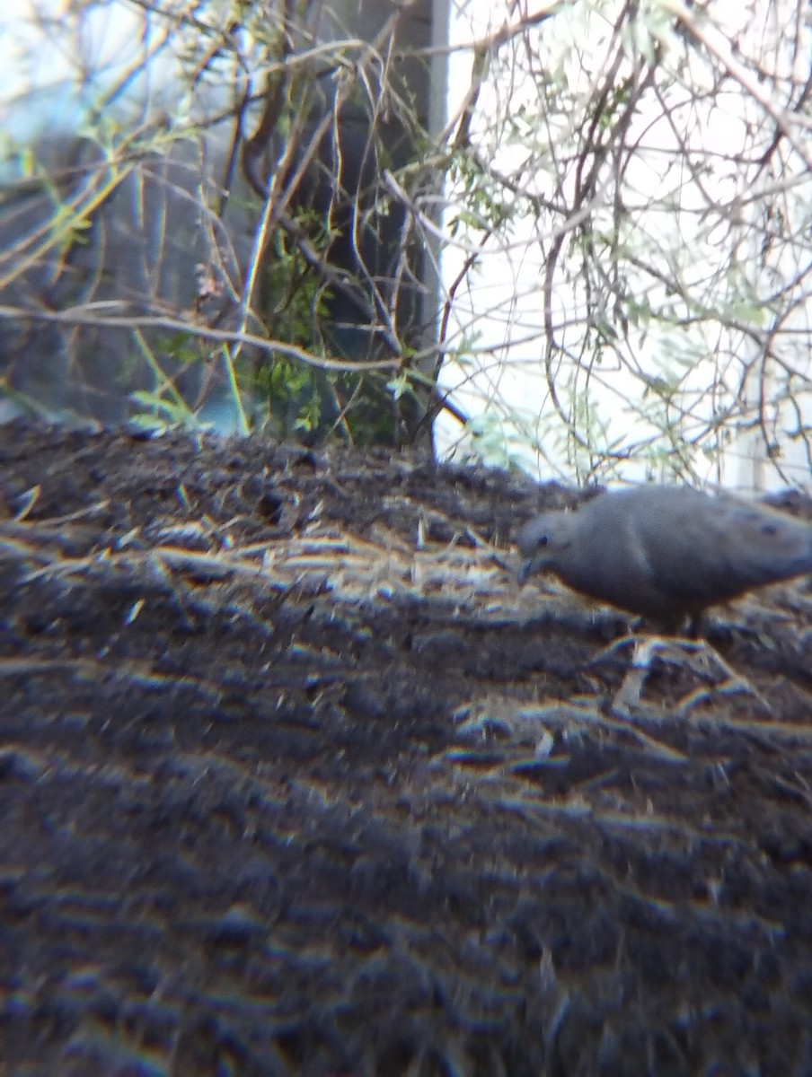 hrdlička karolínská - ML644900987