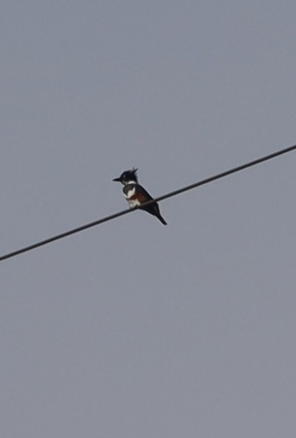 Belted Kingfisher - ML644900988