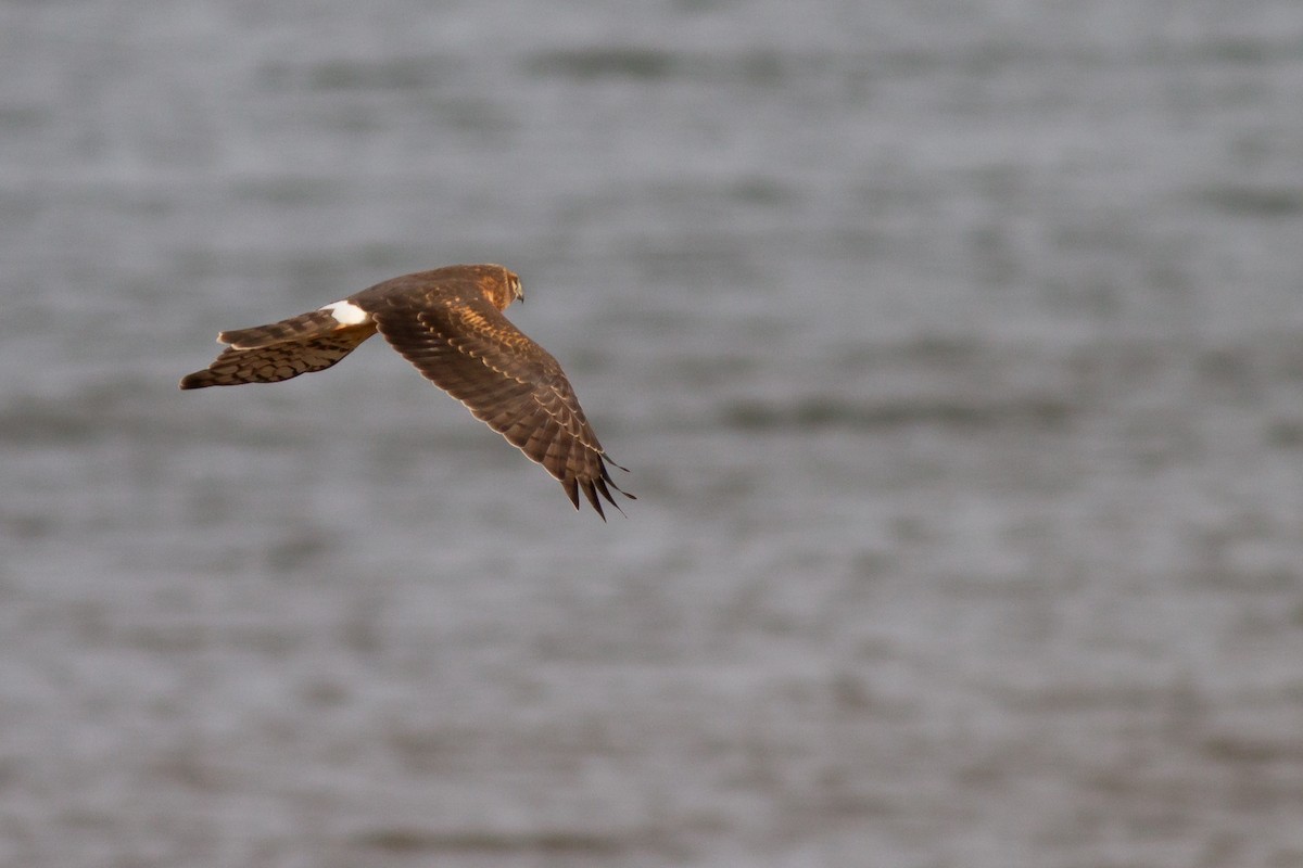 アメリカハイイロチュウヒ - ML644900996