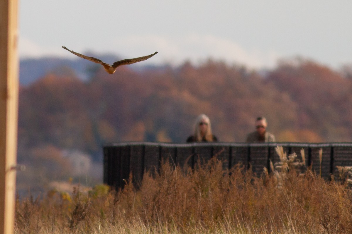 アメリカハイイロチュウヒ - ML644901001