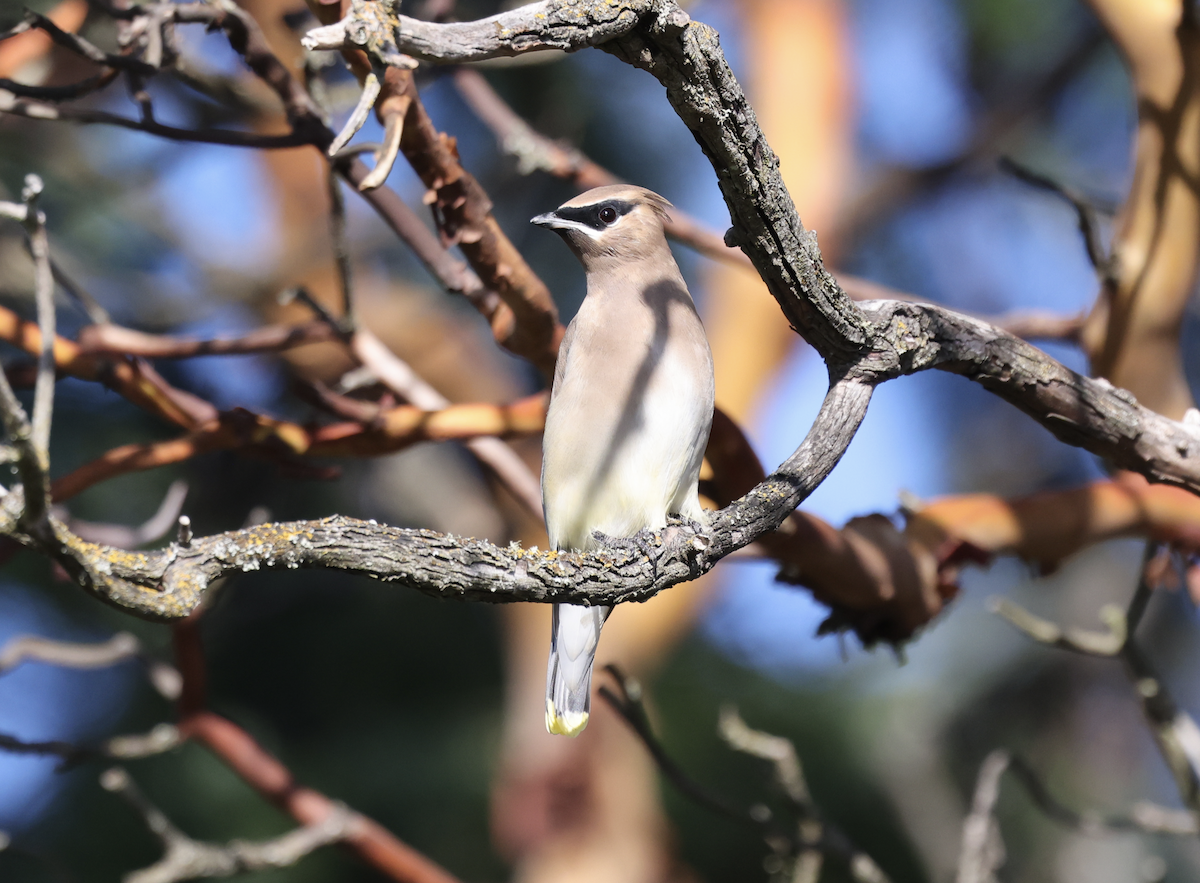 Buztanori amerikarra - ML644901002