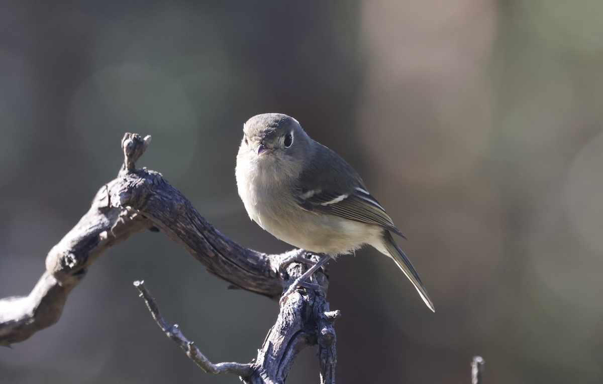 Hutton's Vireo - ML644901017