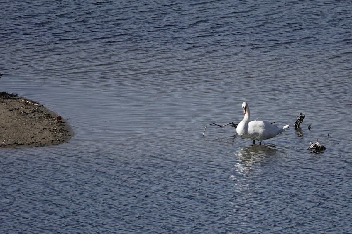 Mute Swan - ML644901024