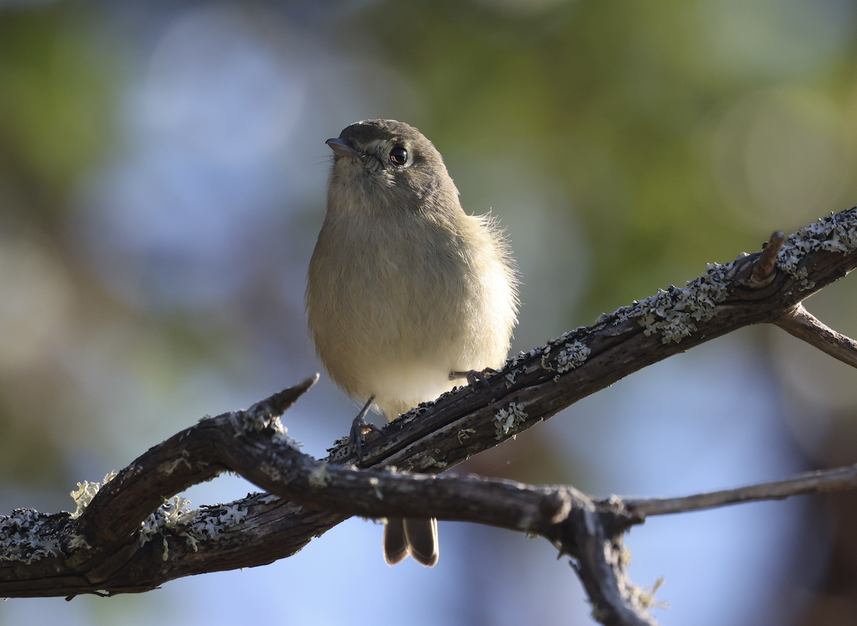 Hutton's Vireo - ML644901041