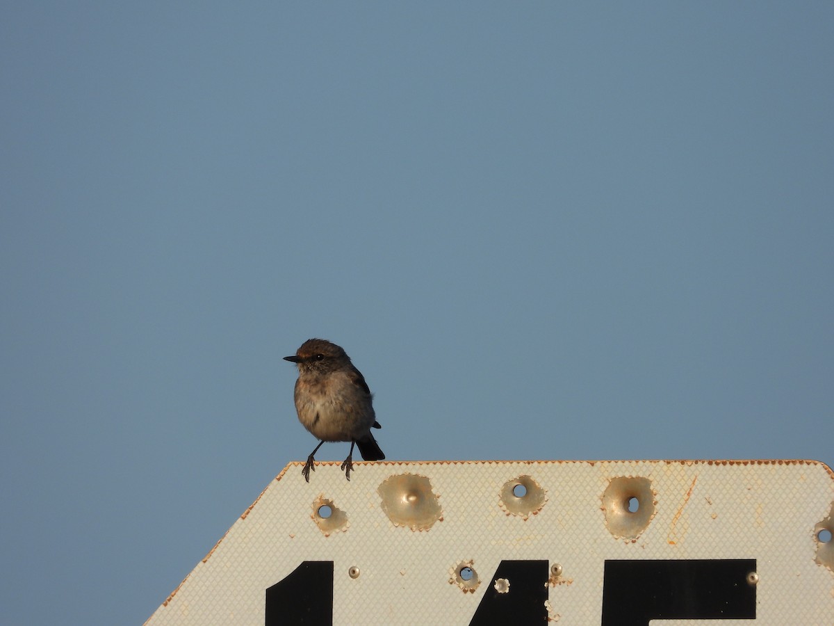 Пегая дриада - ML644901063