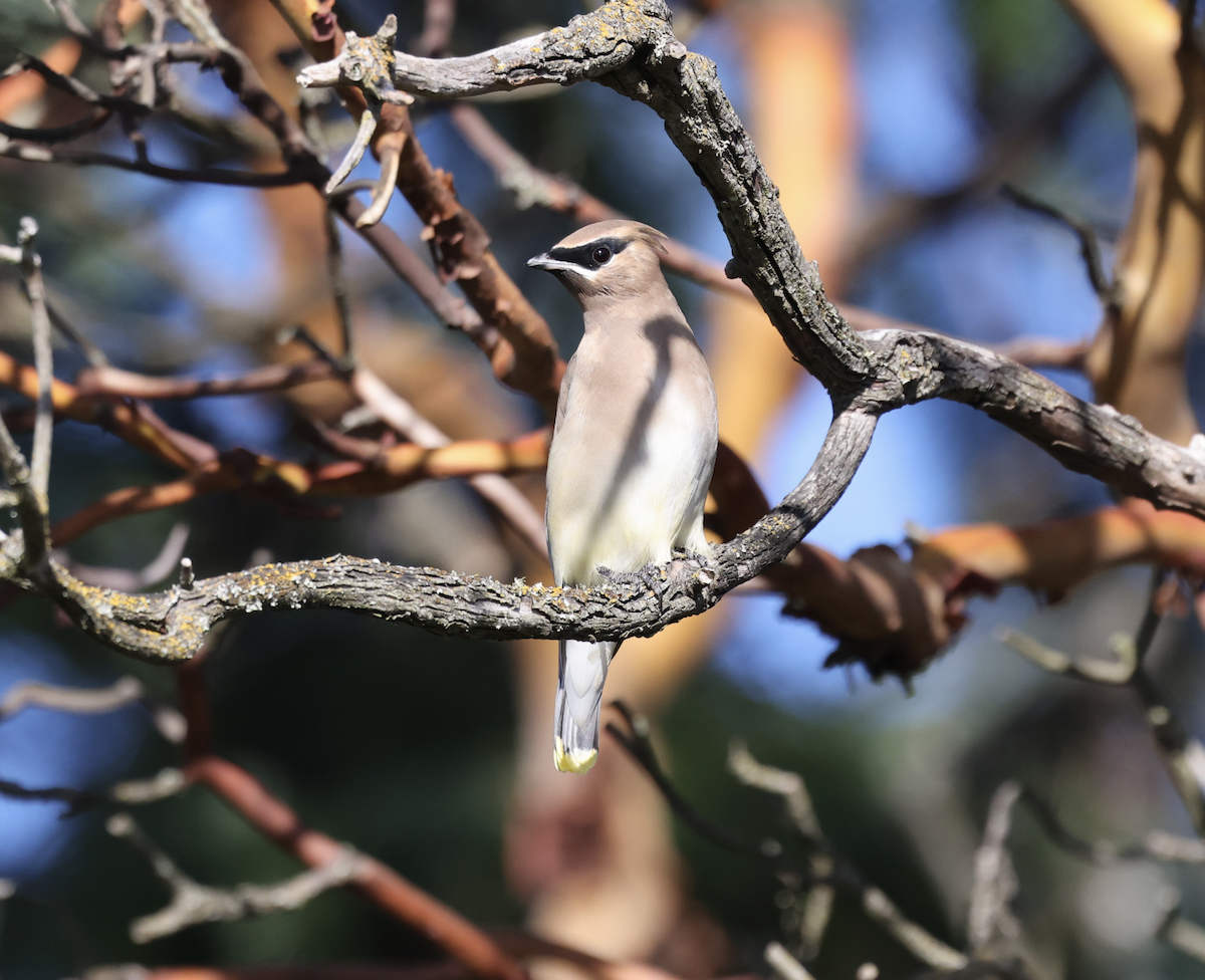 Buztanori amerikarra - ML644901065