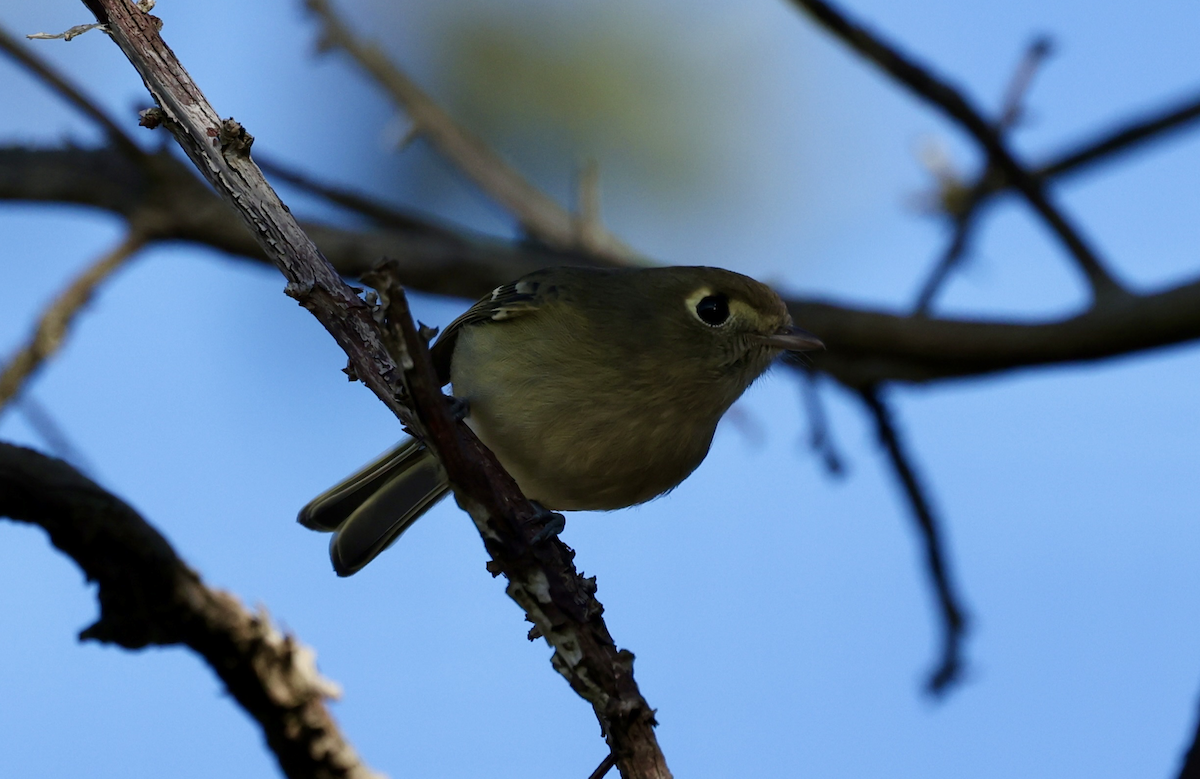 Hutton's Vireo - ML644901076