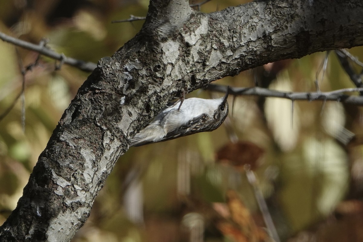 amerikatrekryper - ML644901087