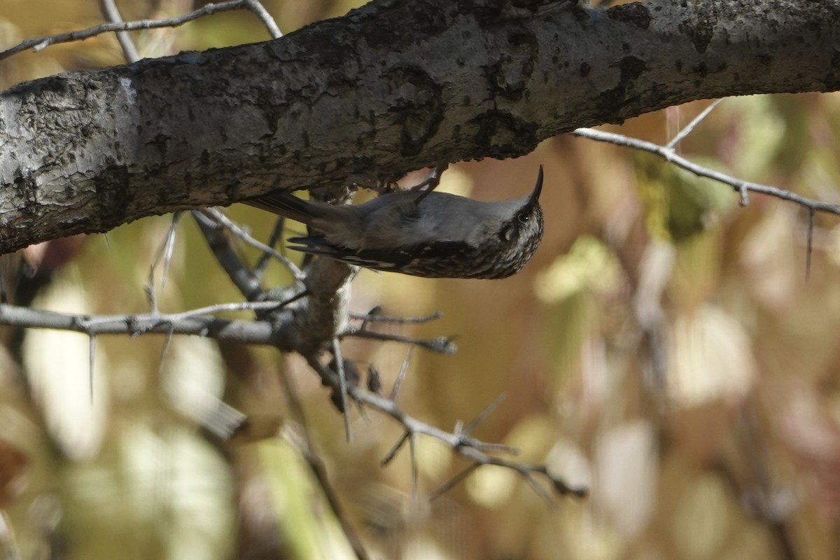 amerikatrekryper - ML644901088