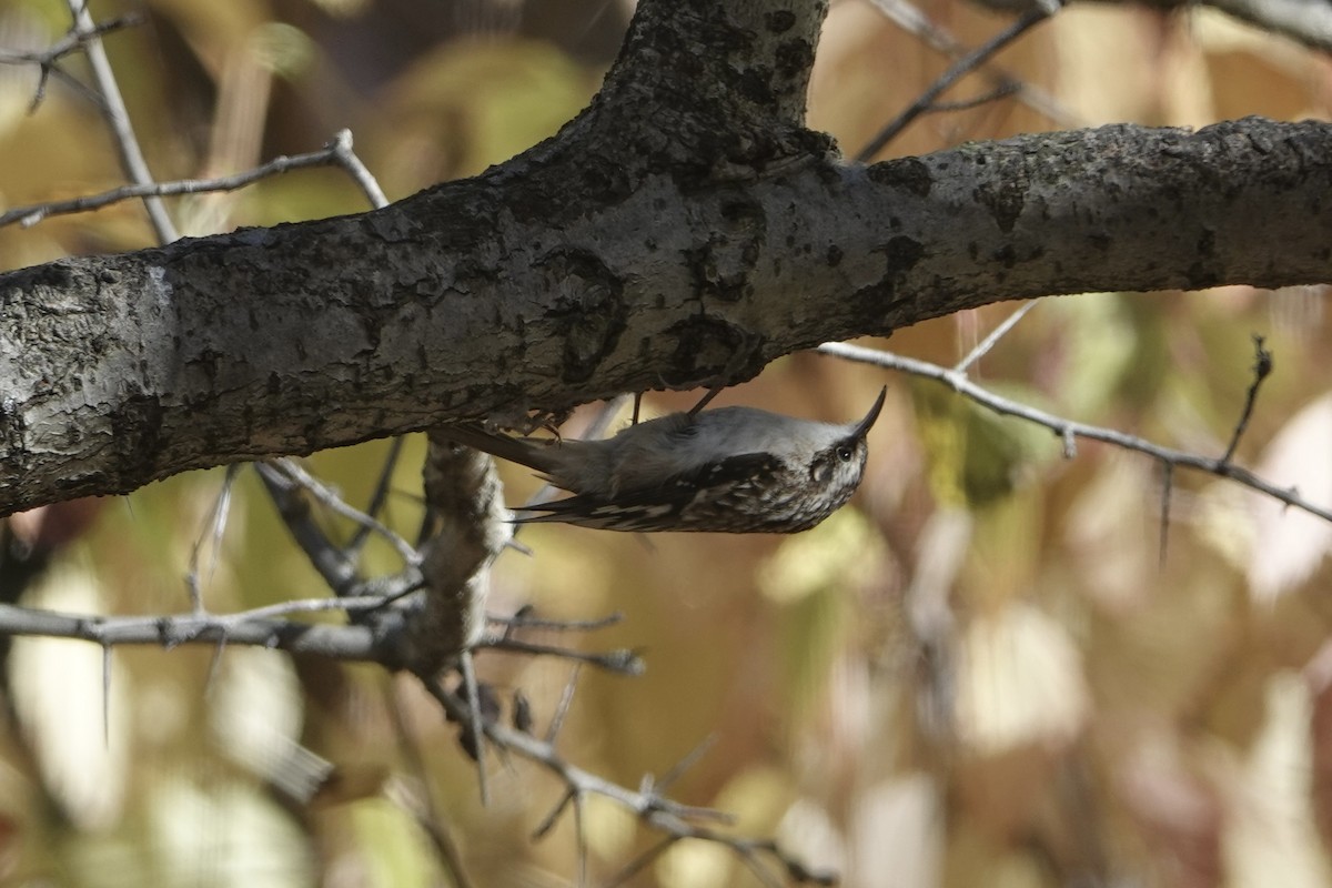 amerikatrekryper - ML644901089