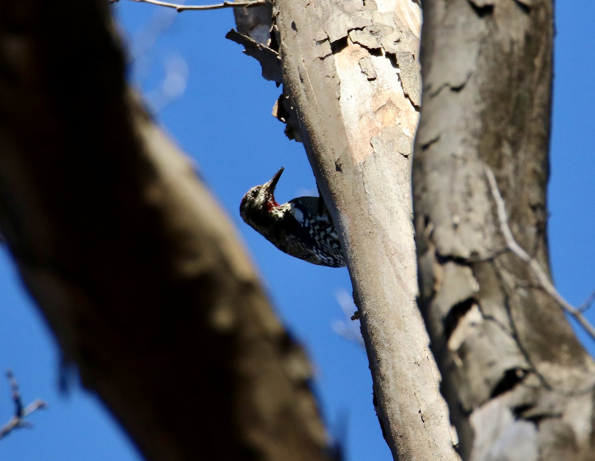 Yellow-bellied Sapsucker - ML644901111