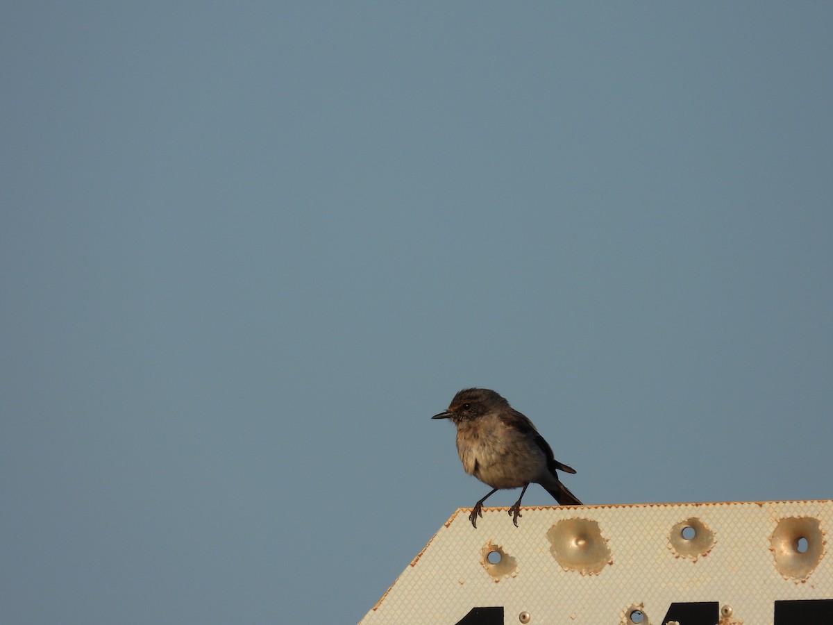 Пегая дриада - ML644901128