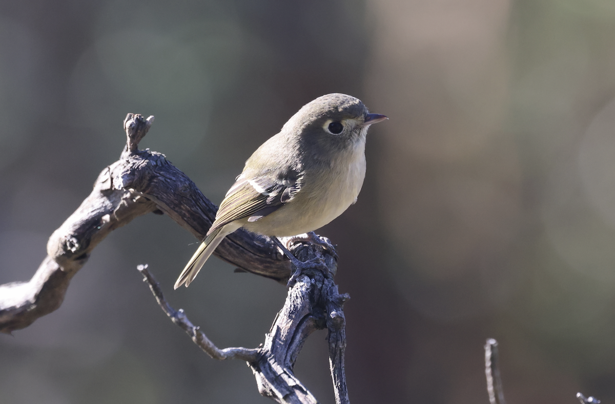 Hutton's Vireo - ML644901133