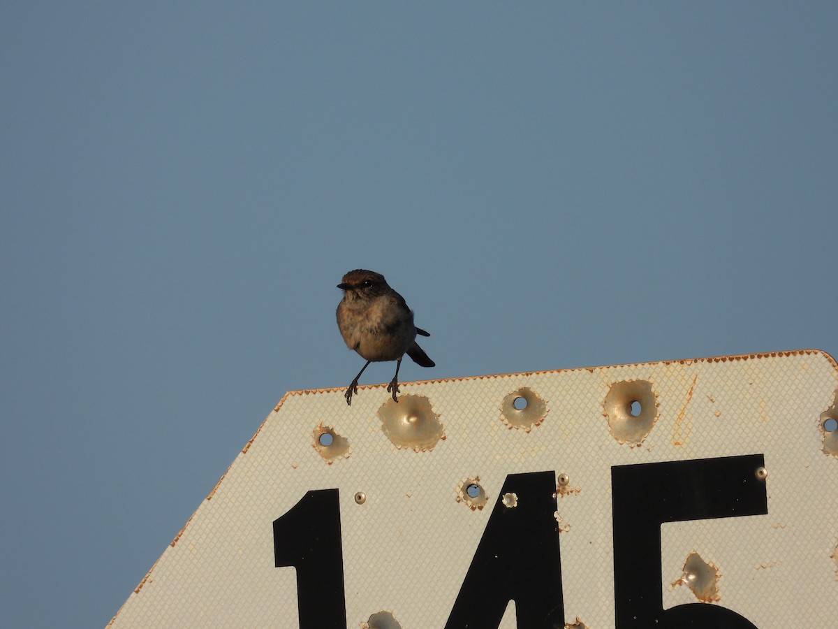 Пегая дриада - ML644901135