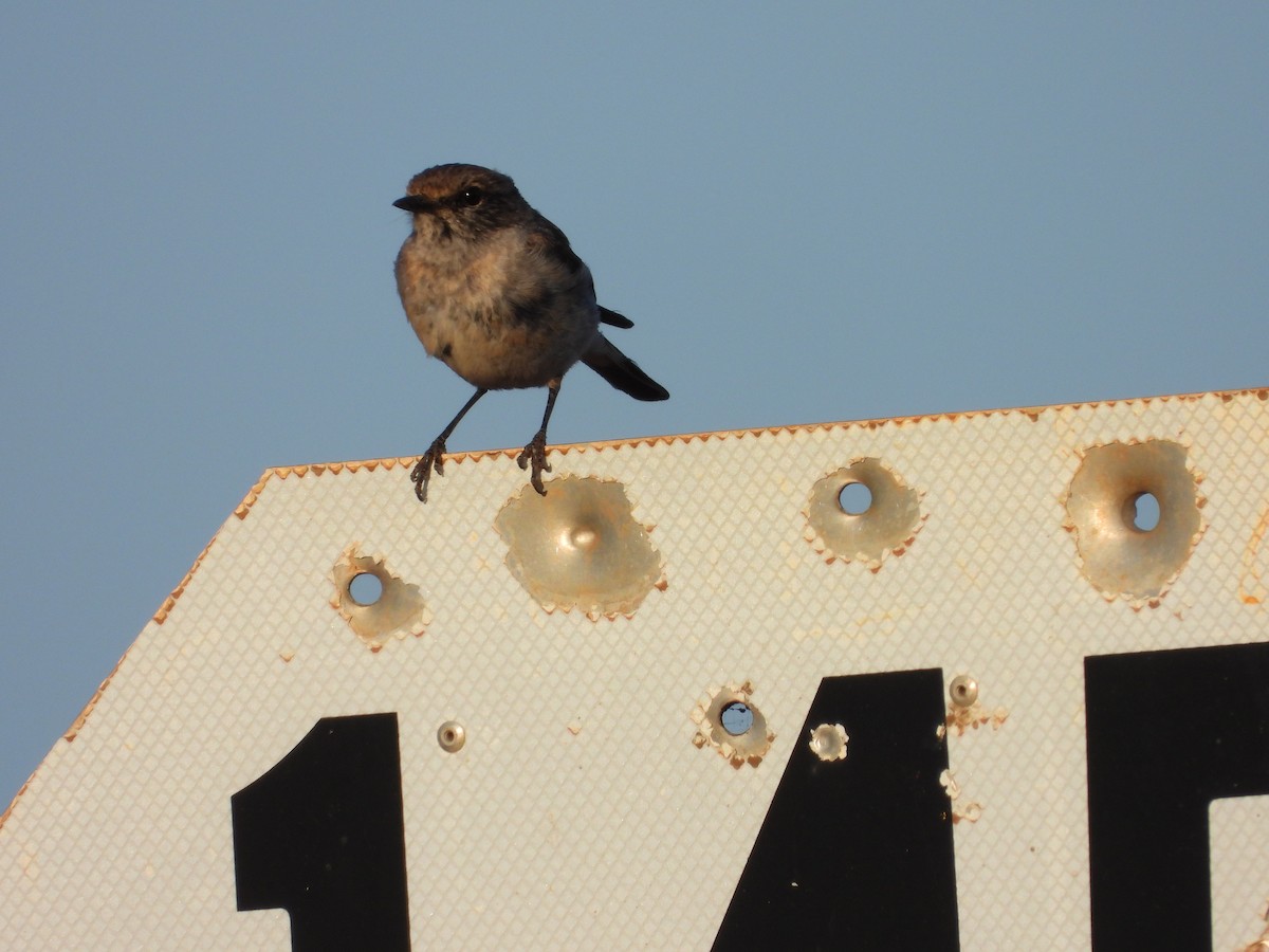 Пегая дриада - ML644901141