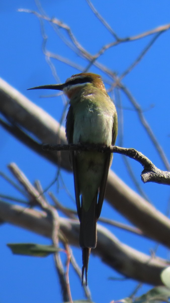 Olive Bee-eater - ML644901152
