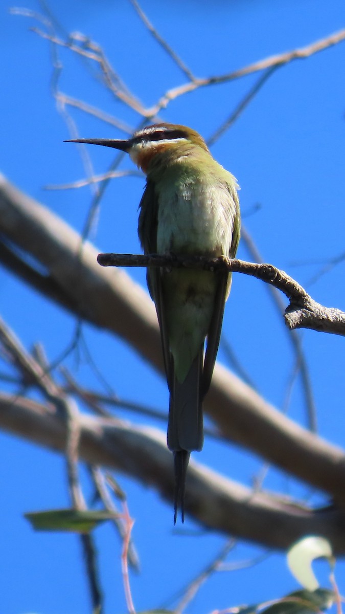 Olive Bee-eater - ML644901153