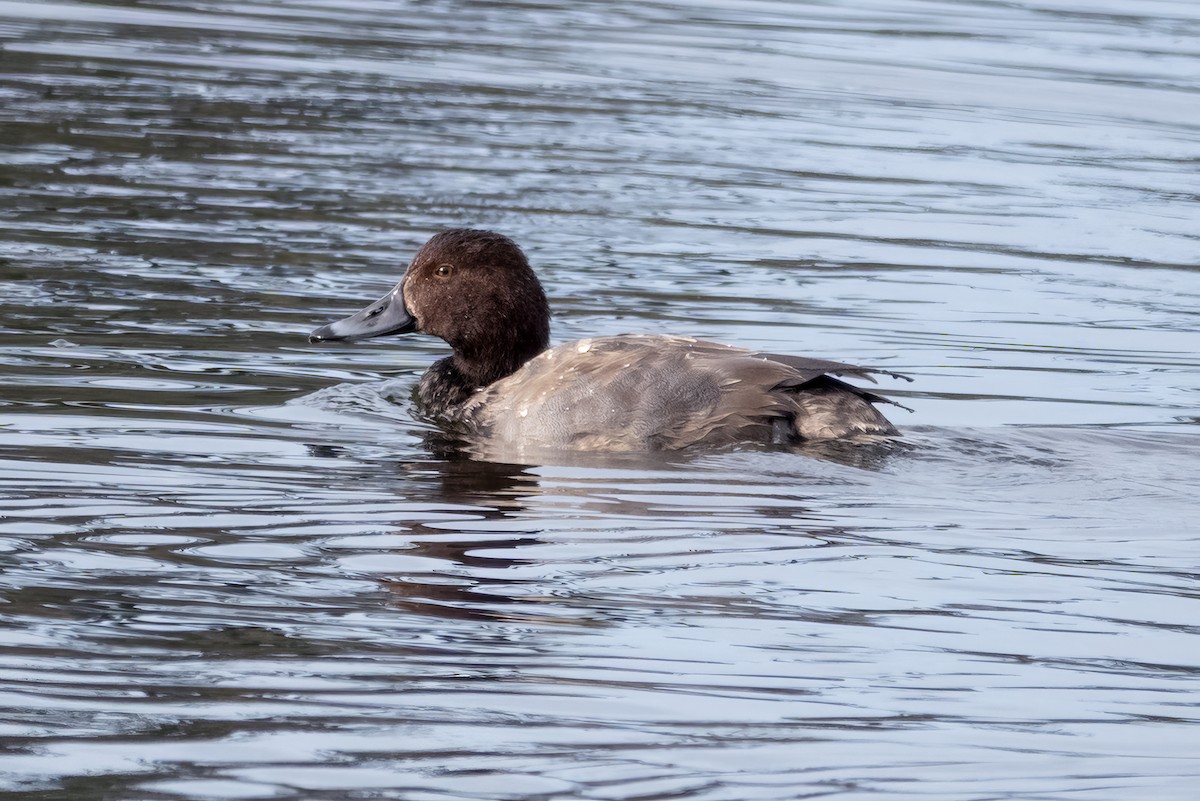 Redhead - ML644901156