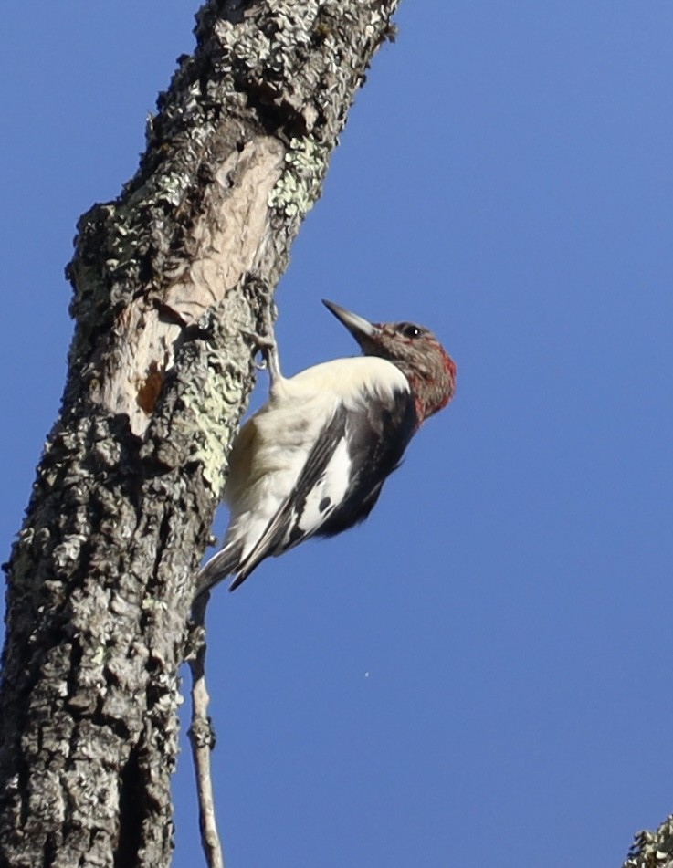 Red-headed Woodpecker - ML644901161