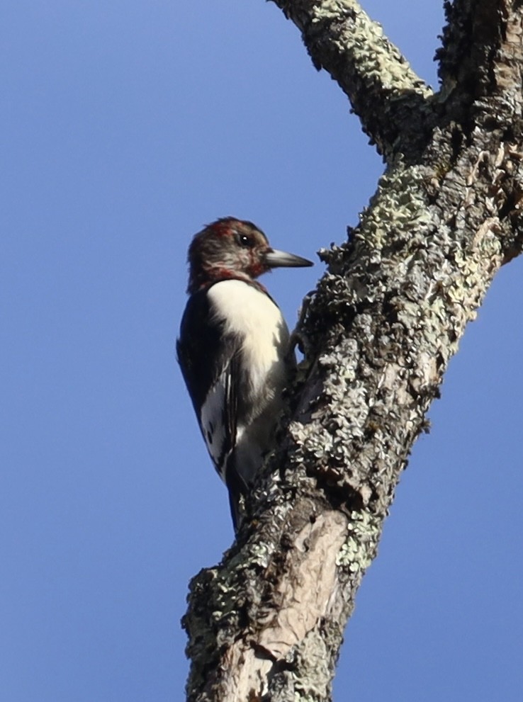 Red-headed Woodpecker - ML644901162