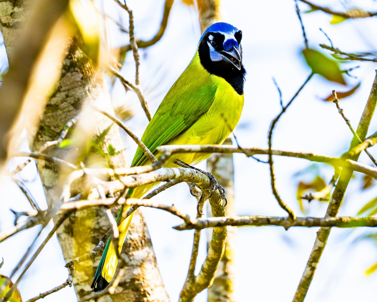 sojka zelenavá - ML644901163