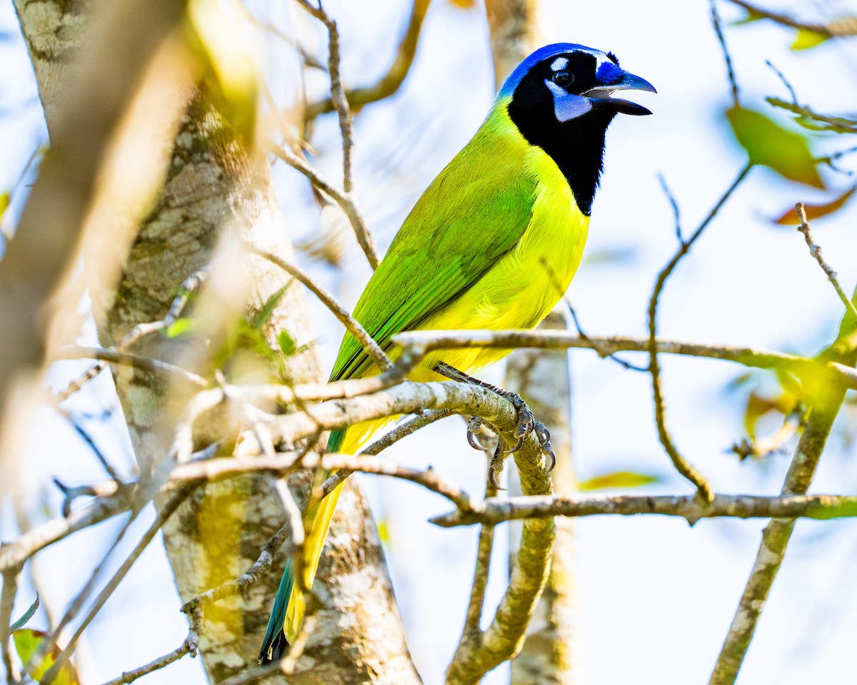 sojka zelenavá - ML644901164