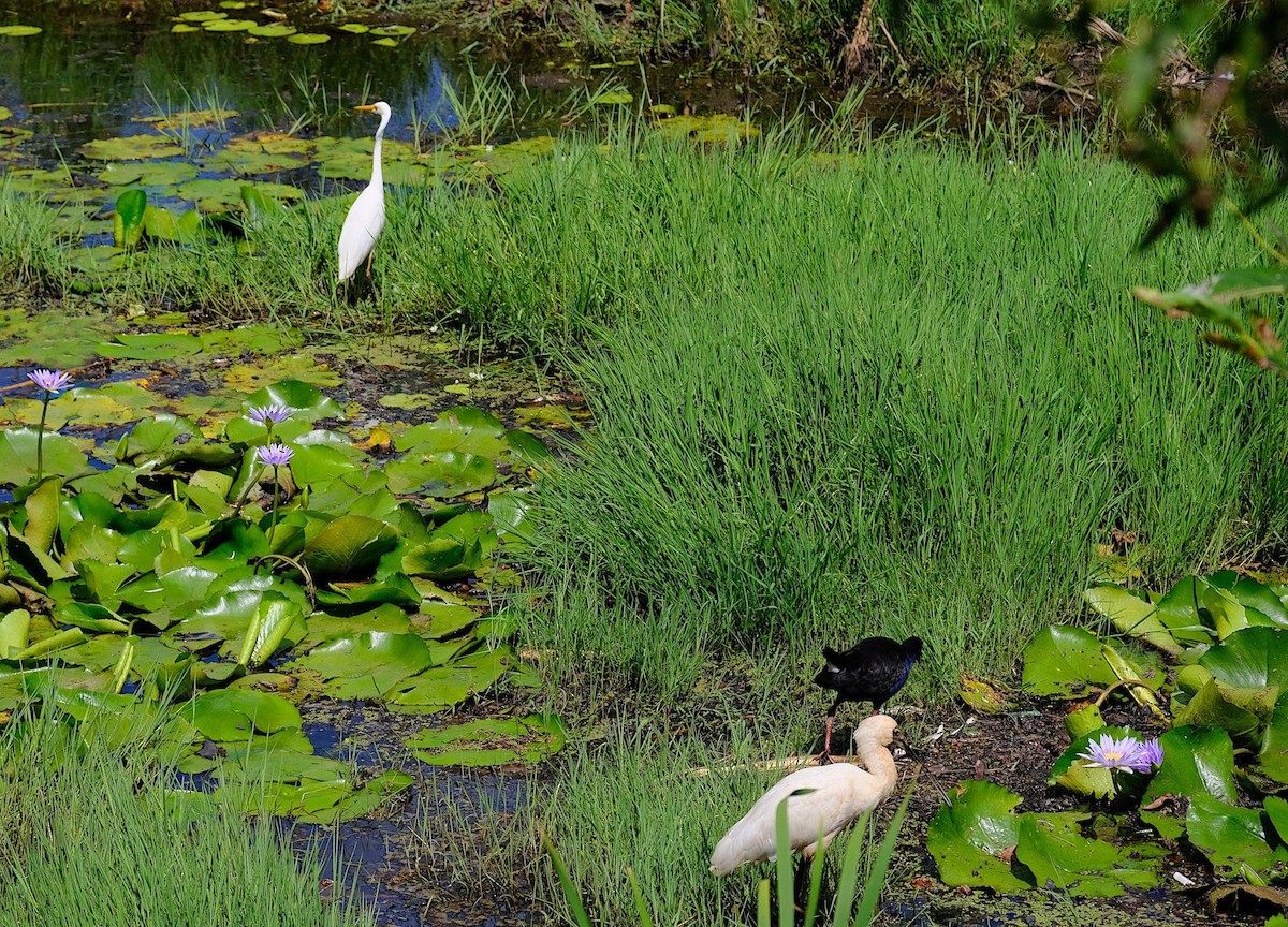 Royal Spoonbill - ML644901185
