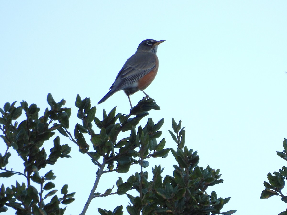 コマツグミ - ML644901207