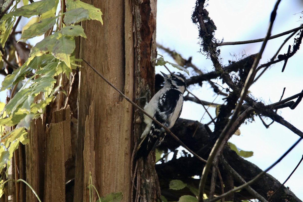 Downy Woodpecker - ML644901222