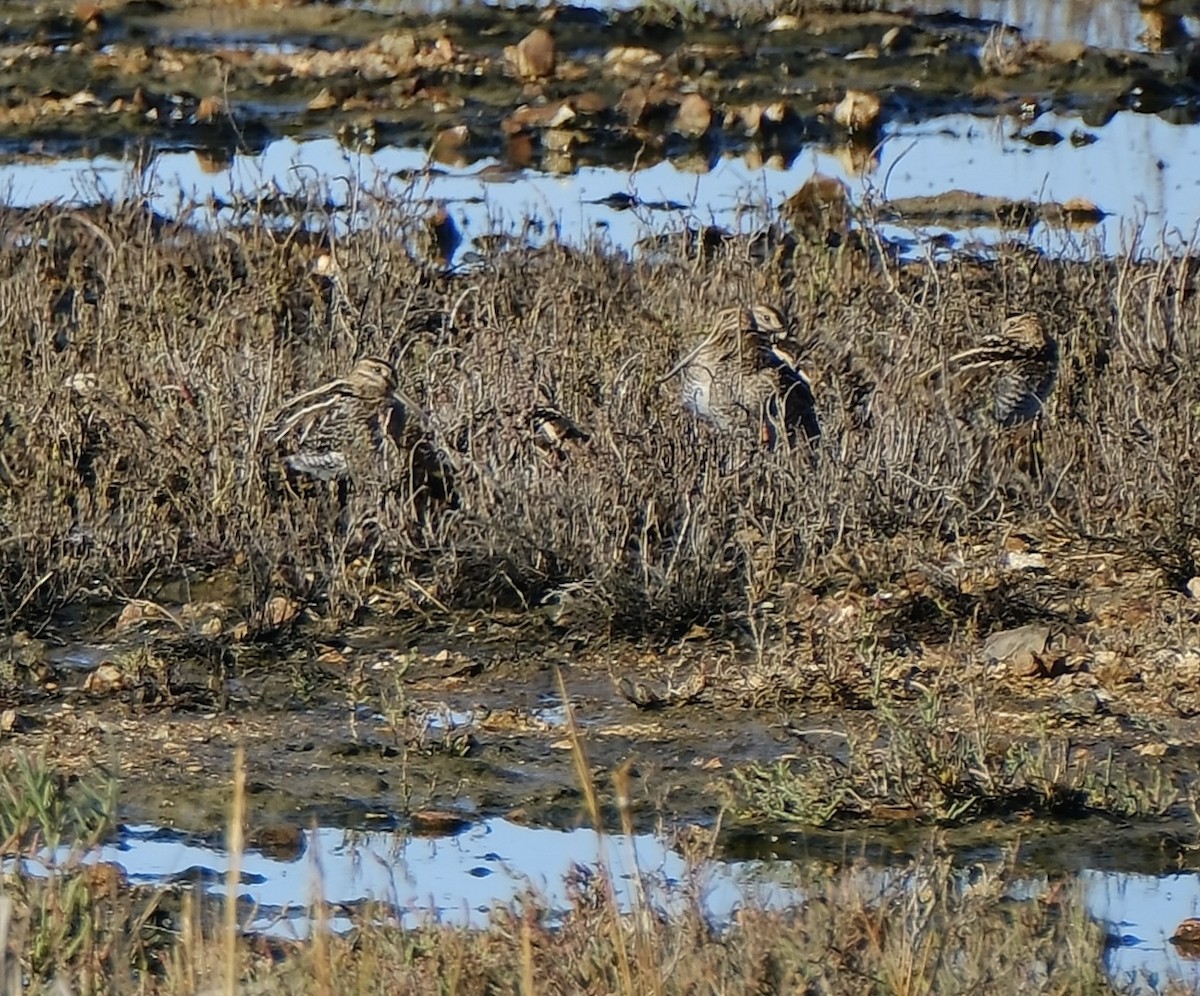 Wilson's Snipe - ML644901227