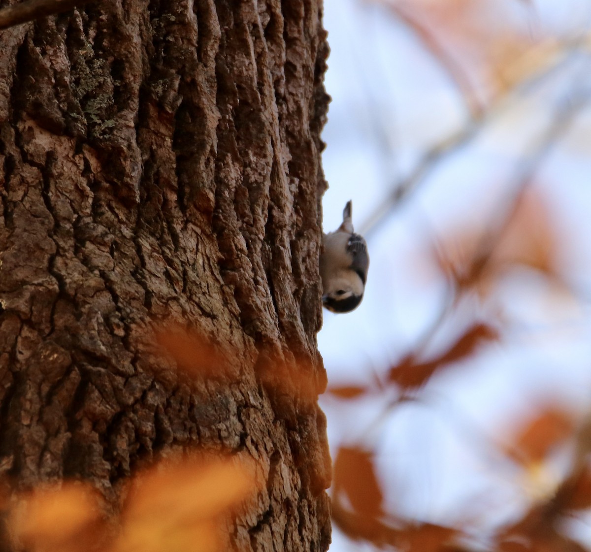 Weißbrustkleiber - ML644901249