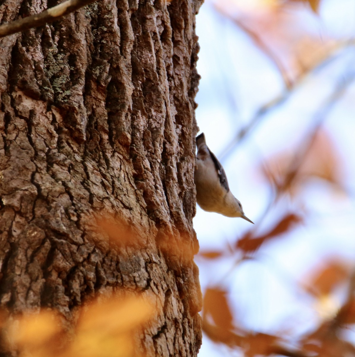 Weißbrustkleiber - ML644901250