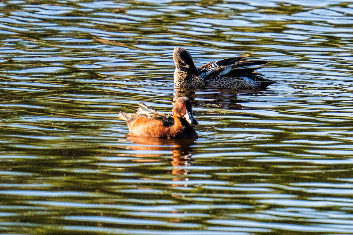 Zertzeta hegalurdina - ML644901269