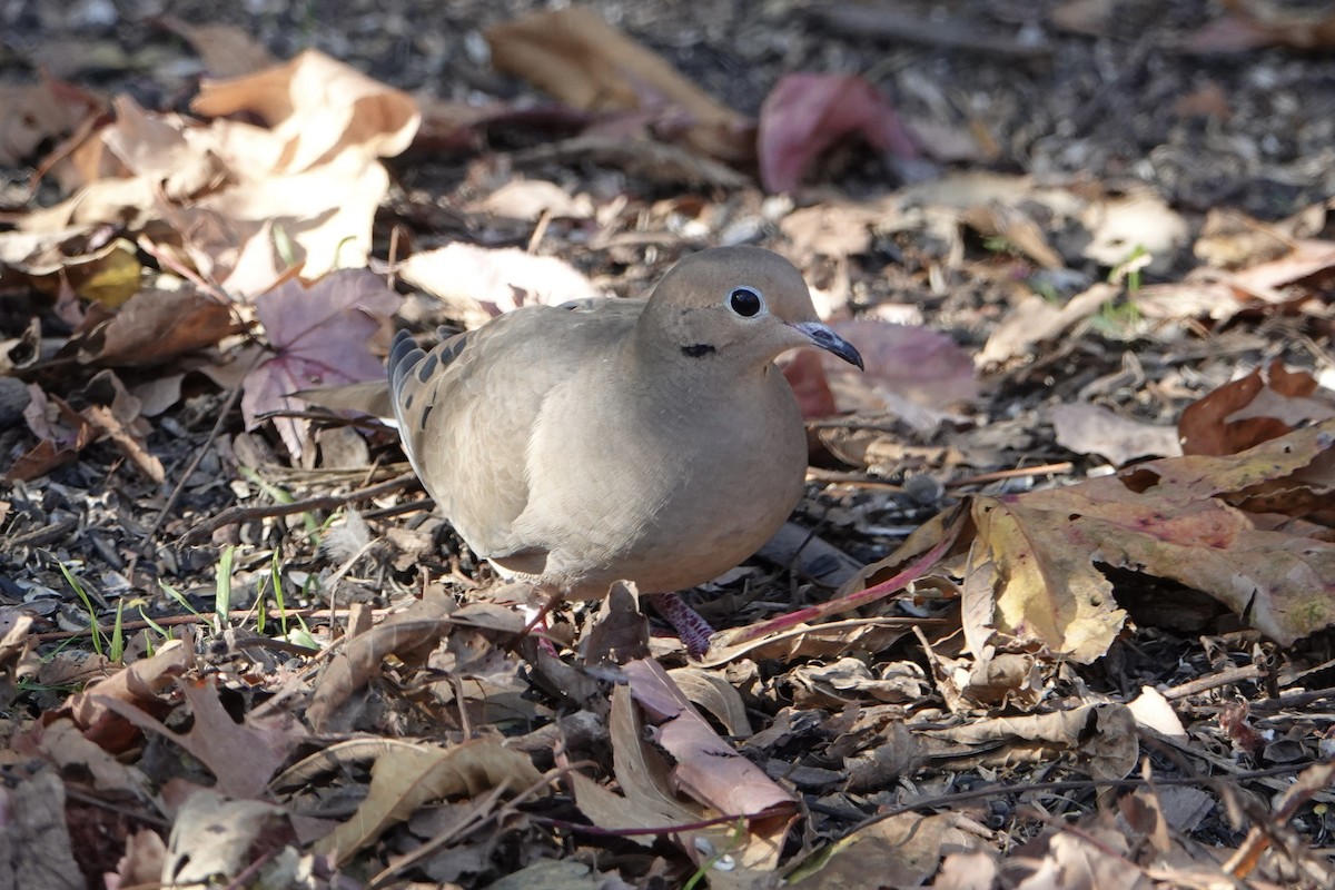 hrdlička karolínská - ML644901281