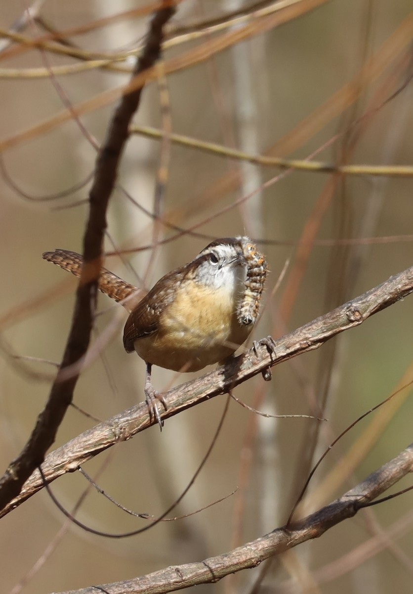 Carolina Wren - ML644901289
