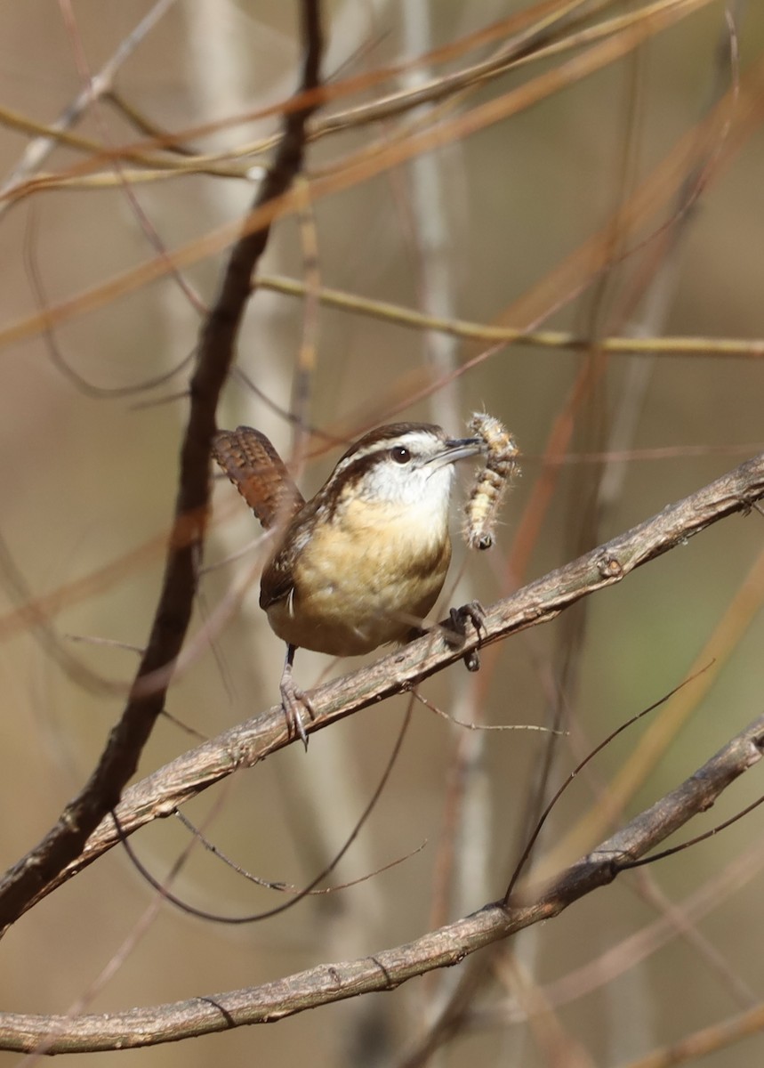 Carolina Wren - ML644901290
