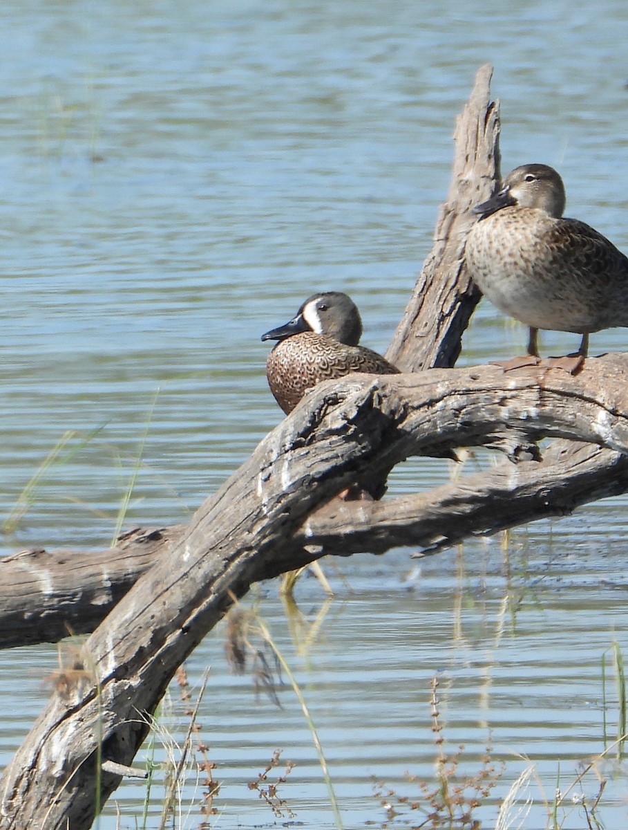 Zertzeta hegalurdina - ML644901300