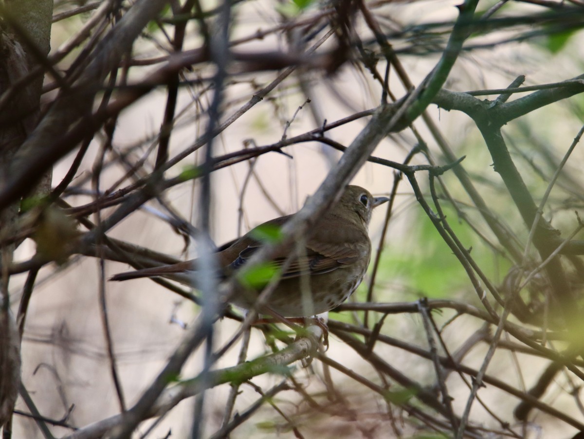 Hermit Thrush - ML644901320