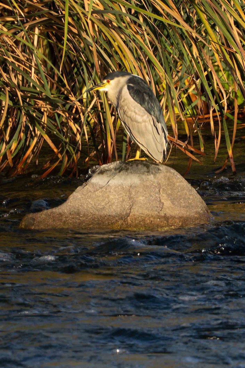 Black-crowned Night Heron - ML644901336