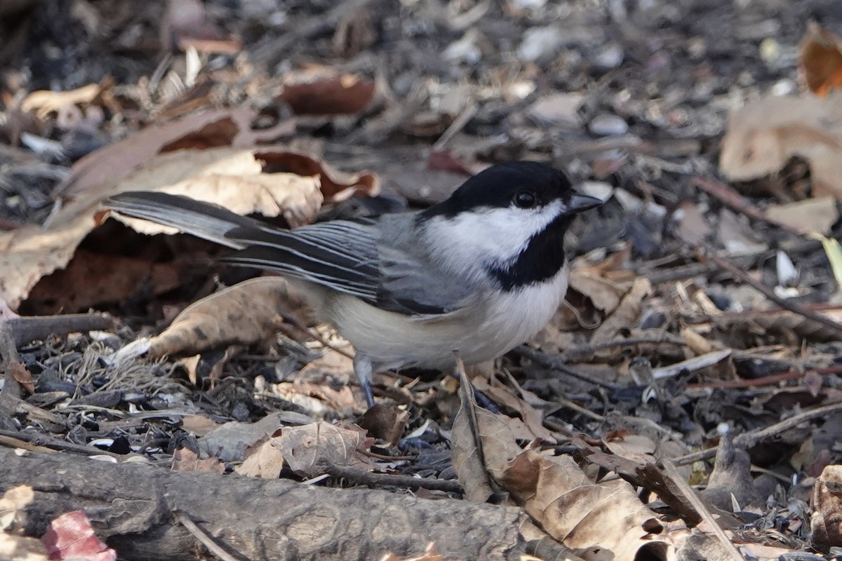 Carolina Chickadee - ML644901355