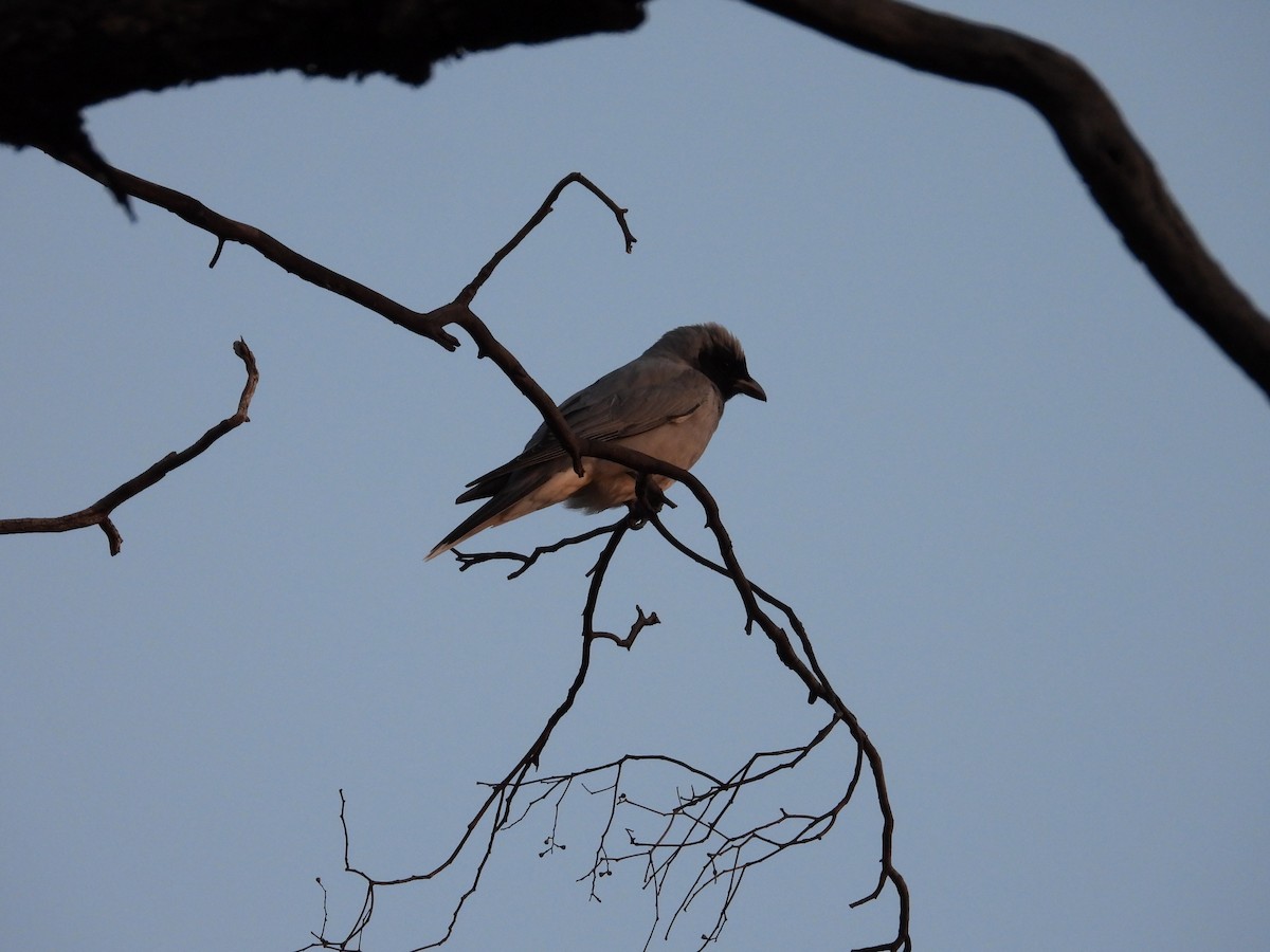 Black-faced Cuckooshrike - ML644901356