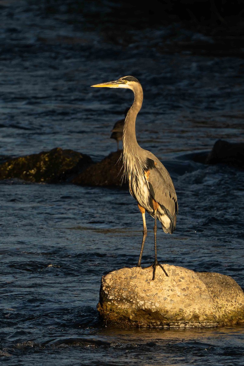 Great Blue Heron - ML644901359