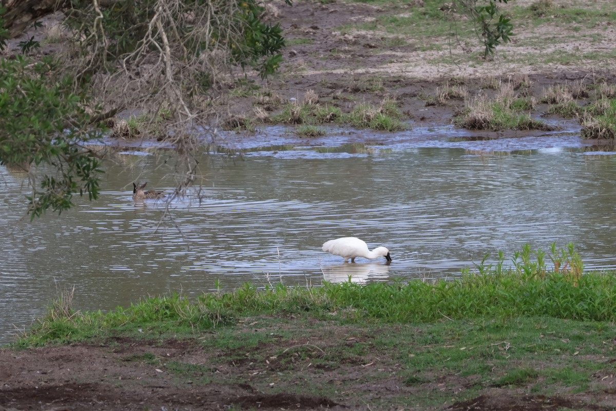 Royal Spoonbill - ML644901361