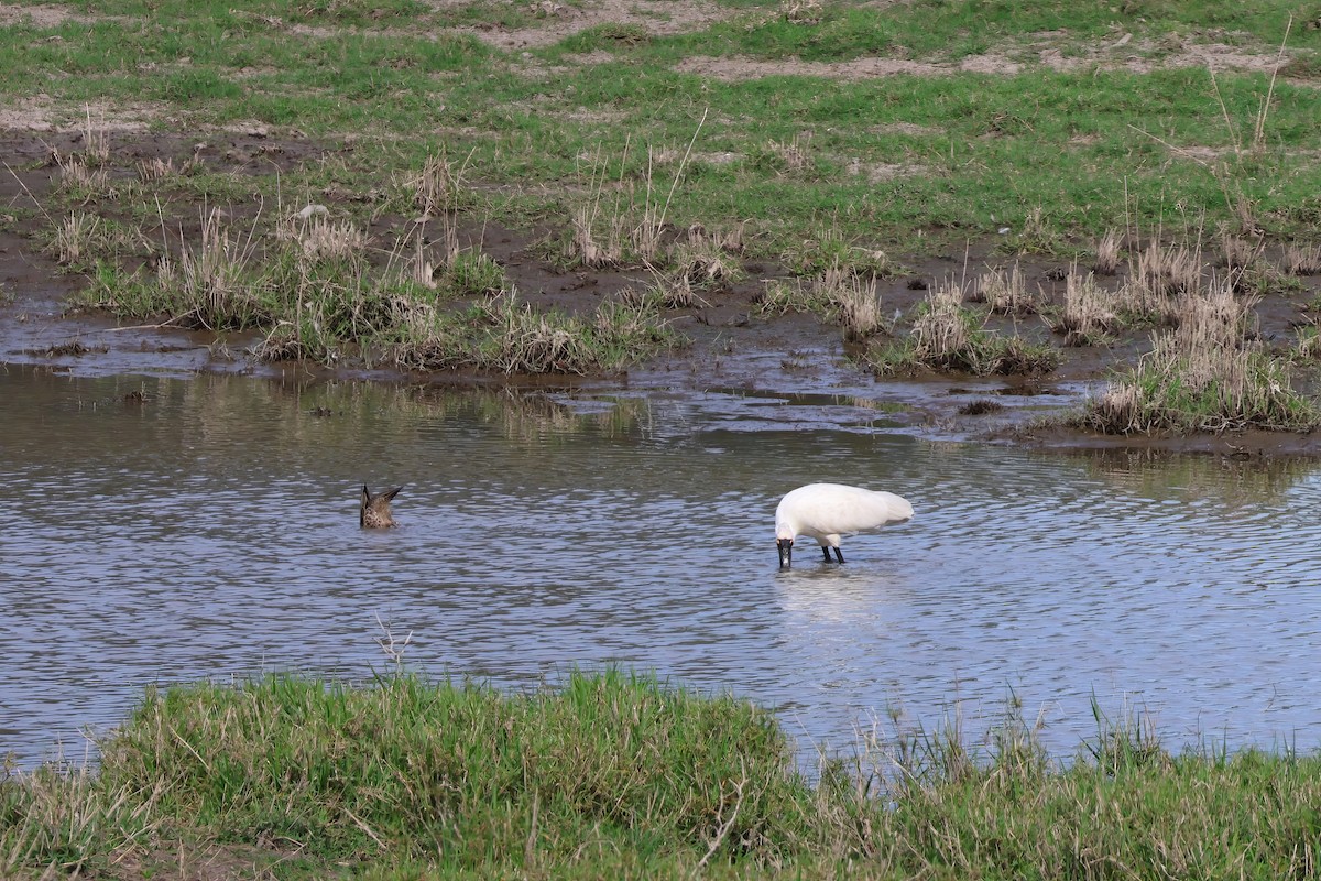 Royal Spoonbill - ML644901362