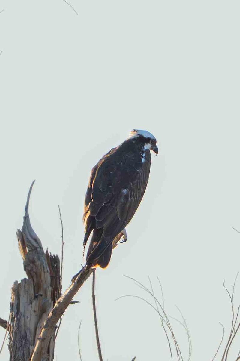 Osprey - ML644901366