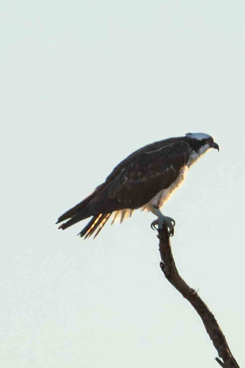 Osprey - ML644901367